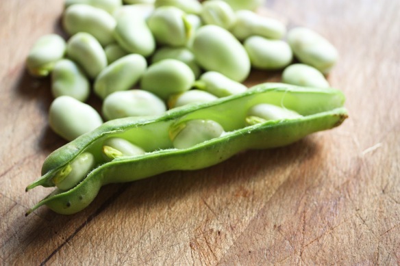 Fava Beans-3145